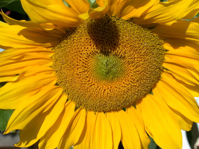 Sonnenblumen im eigenen GartenFoto: CD / Nutzung nur mit Zustimmung des Fotografen!
