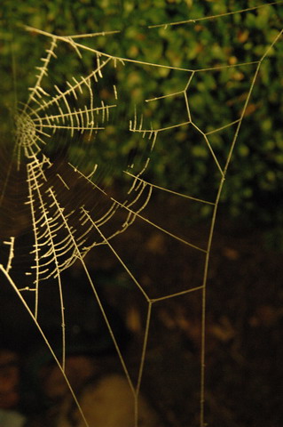 Abendliche Spinnweben Foto: CD / Nutzung nur mit Zustimmung des Fotografen!
