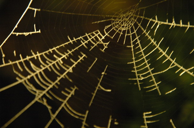 Abendliche Spinnweben Foto: CD / Nutzung nur mit Zustimmung des Fotografen!